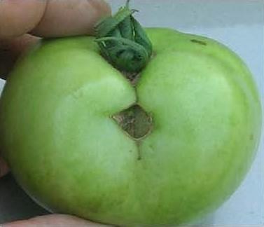 “Zippering” symptom on fruit caused
