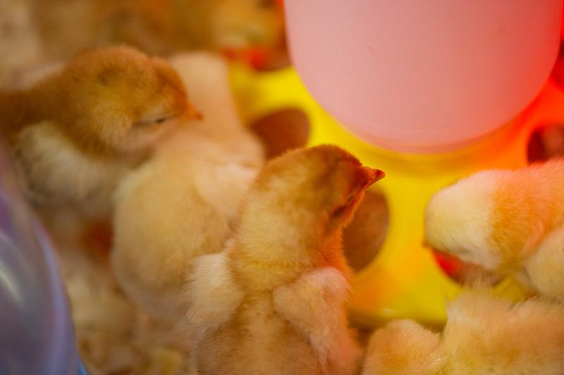 Baby chicks at waterer