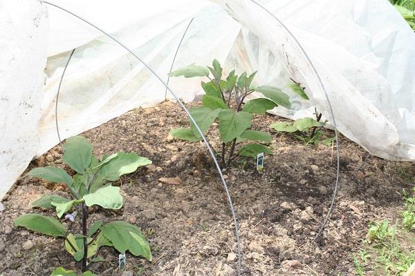 floating row cover low tunnel protecting eggplants