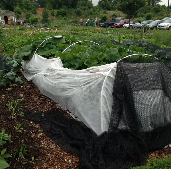 row cover protecting squash plants