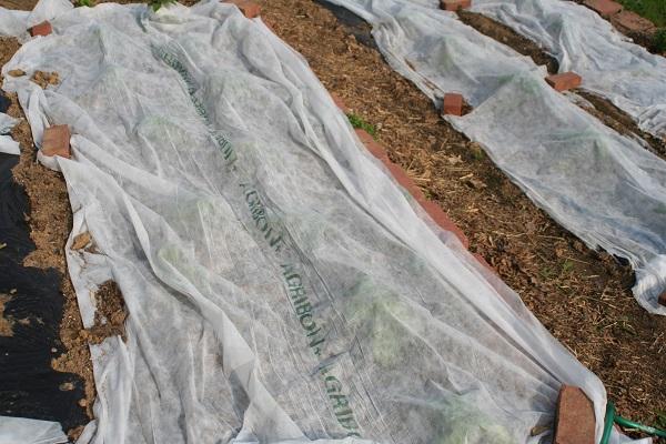 row cover protecting eggplant and pepper transplants