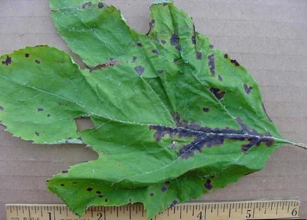 bacterial leaf spot on hydrangea