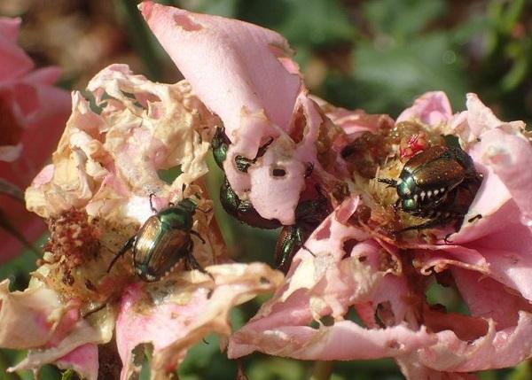 Japanese beetle on rose