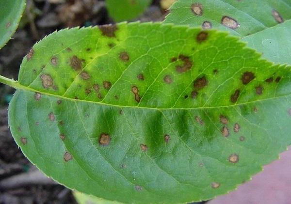 leaf spot disease