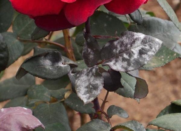 powdery mildew disease on rose