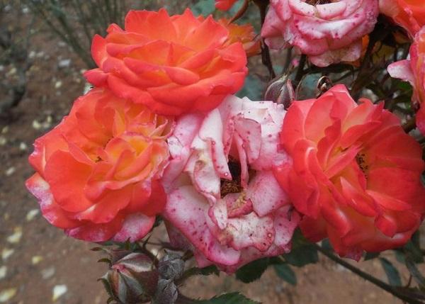 gray mold on rose