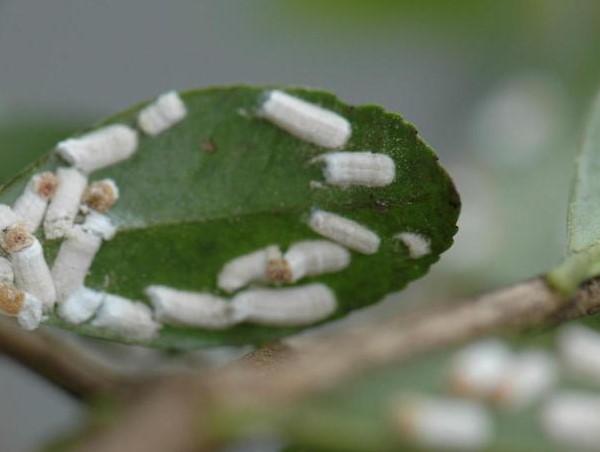 white sacs created by cottony camellia scale on a leaf