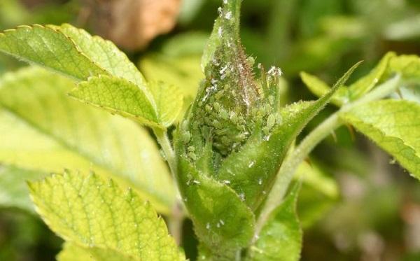 aphids clustered on a rose bud