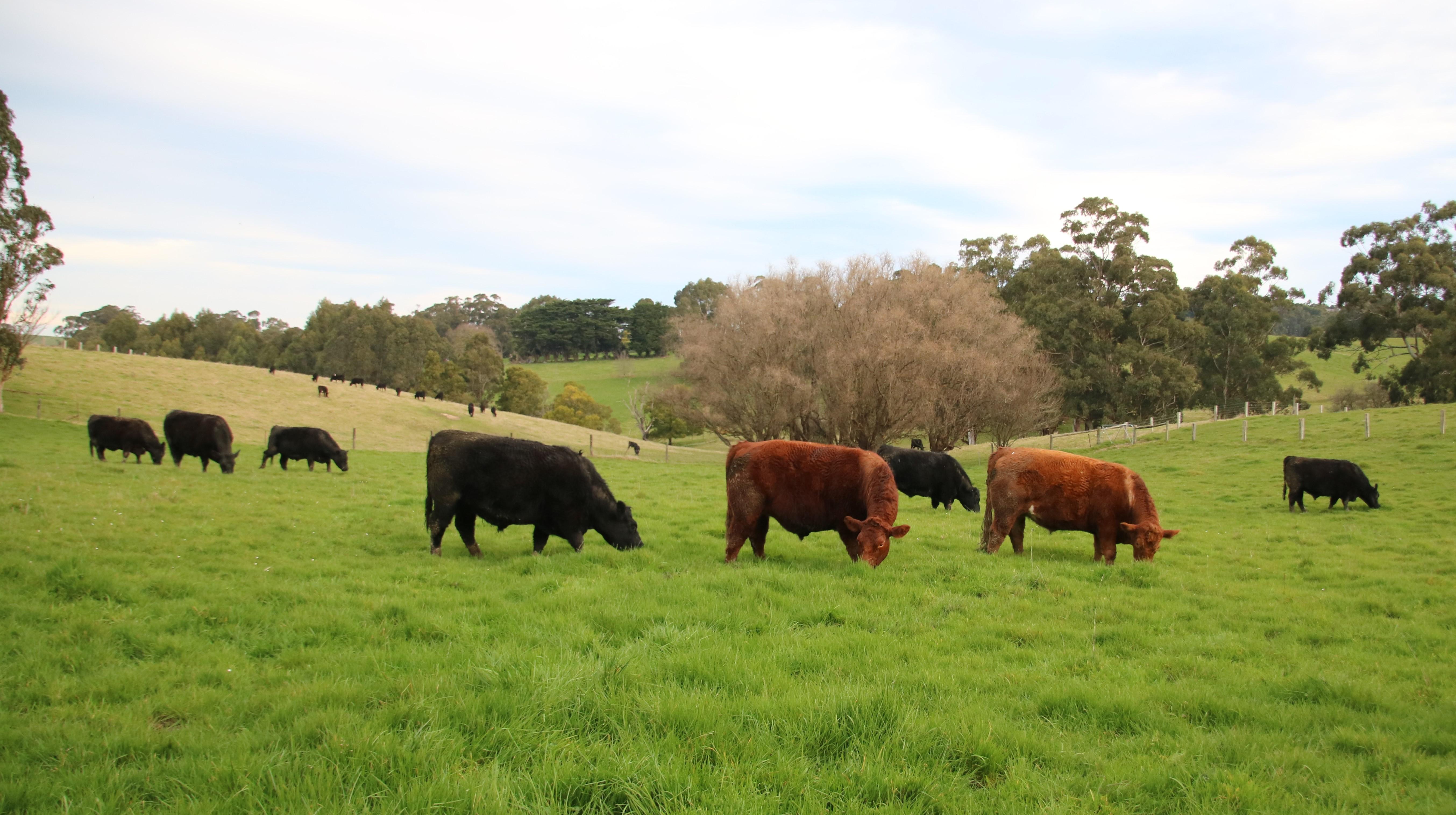 Cattle Grazing Pasture
