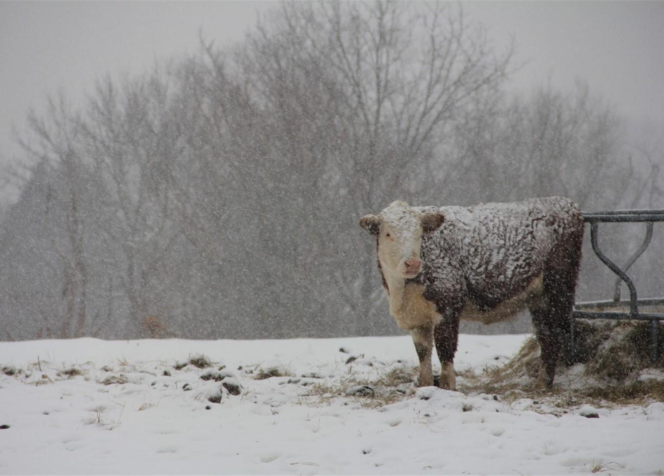 Cow standing in a pasture during a snow storm 
