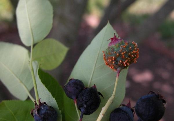 serviceberry fruit with orange protrusions on them
