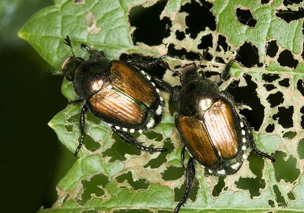 Japanese beetles on a damaged leaf