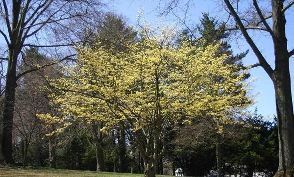 cornelian cherry dogwood in bloom with light yellow flowers