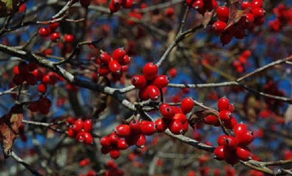 red dogwood berries
