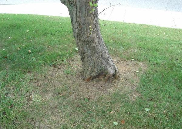 crabapple tree trunk damaged by a lawnmower or weed trimmer