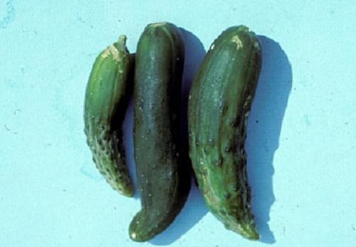stubby cucumbers