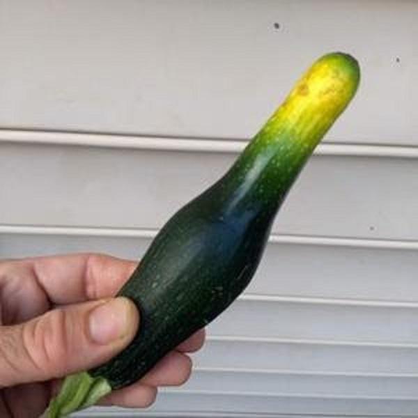 A zucchini with pollination problems