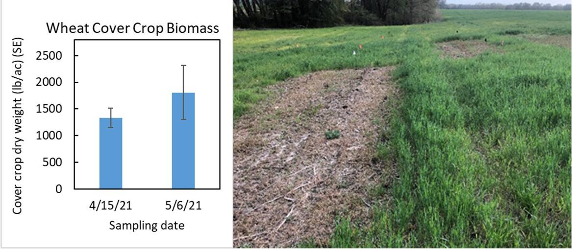 Figure 1. Wheat cover crop biomass when terminated mid-April and when terminated at-planting (left); each error bar constructed from one standard error (SE) from the mean. Photo of plots showing wheat cover crop versus no cover crop taken on April 15 (right).