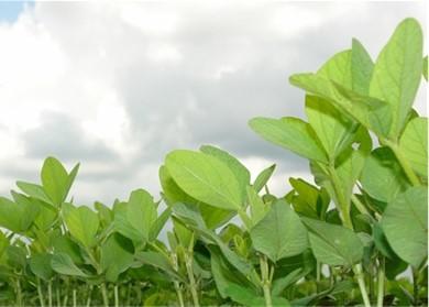 soybeans plants