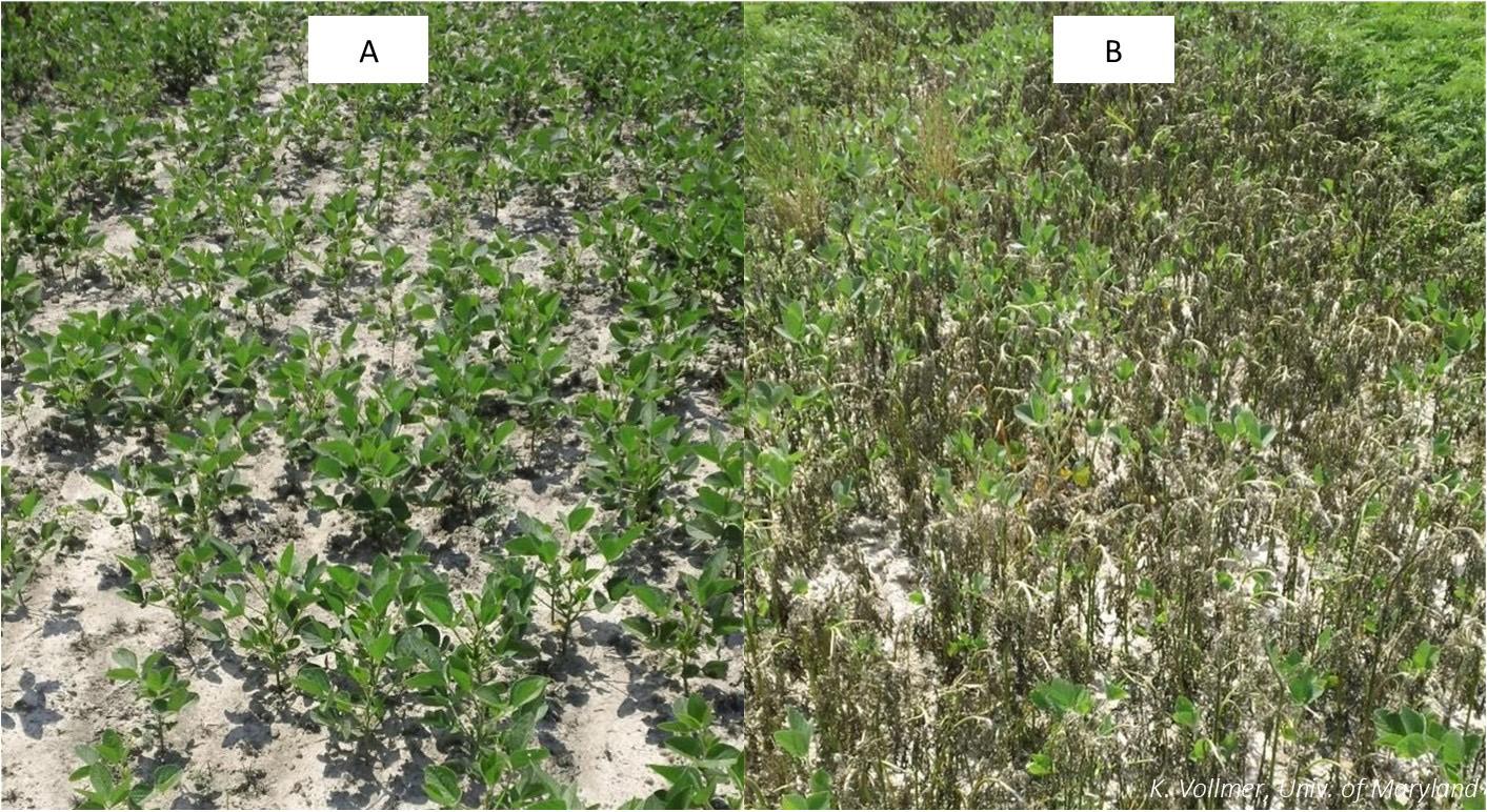 Figure 4. Ragweed control from Enlist One + Liberty applied to a) 6-12” plants (left) and b) 14-18” plants (right).