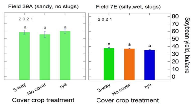 Figure 10. Final soybean yields in Fall 2021 were not affected by cover crop treatments. However, yields were much lower on the wet, silty field than on its paired sandy field that did not have slug issues. Means within a field having the same lowercase letter are not significantly different.