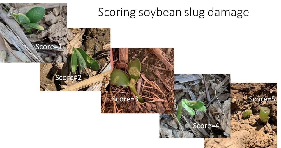 Figure 2. Soybean damage was scored from 1-5 as illustrated here.