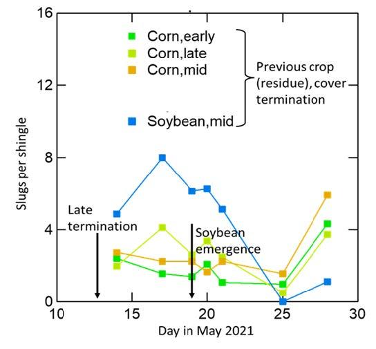 Figure 4. Slug activity dropped in young corn (coming up in soy residue) after corn emergence but increased more in soybeans (in corn residue) once soybean was growing.