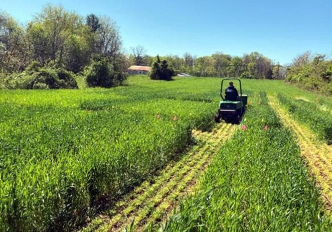 Figure 1. Harvesting triticale forage plots in Keedysville, MD on April 26, 2021.