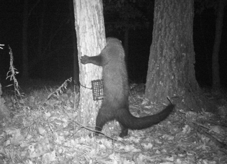 A fisher starts up along the C&O Canal in Maryland. Trail cam photo courtesy National Park Service (photo by T. Serfass).