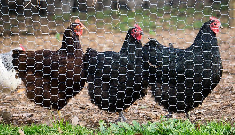 Chickens behind fencing