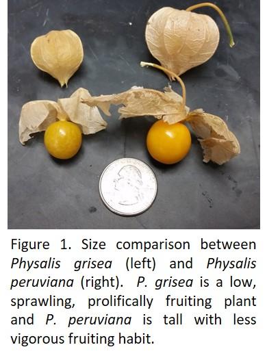 Physalis comparison - goldenberry