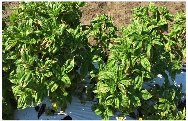 Resistant cultivar of basil with downy mildew infected leaves making them unmarketable.