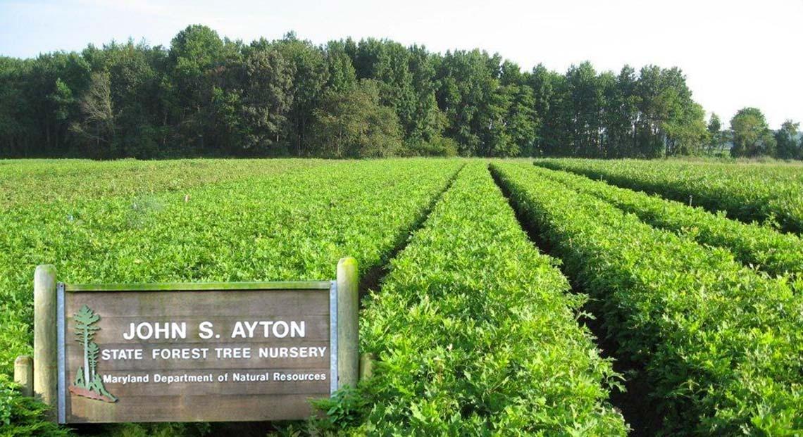 John S. Ayton State Forest Tree Nursery view and sign