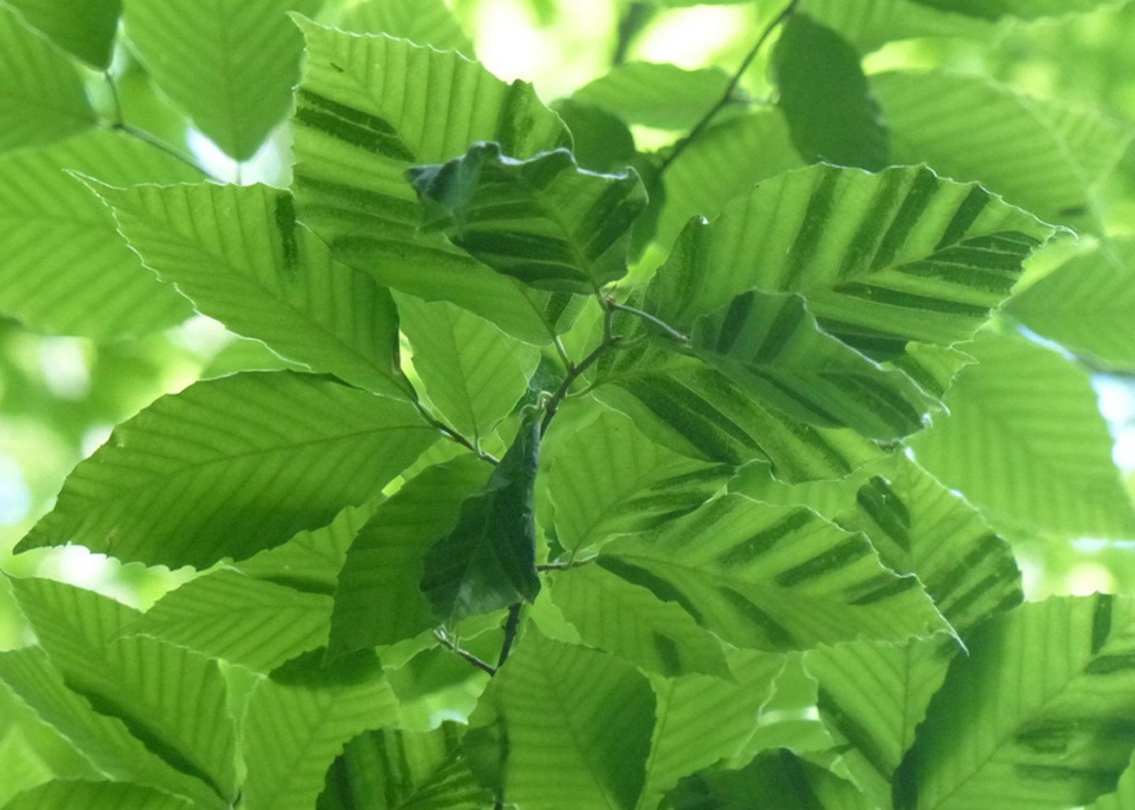 darker green stripes on beech leaves