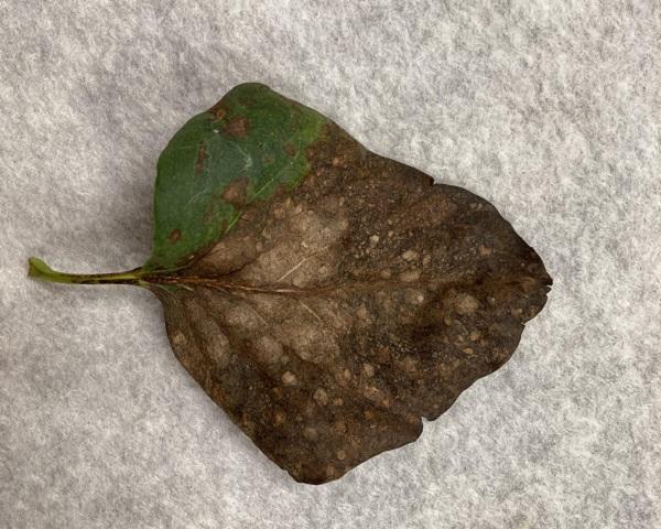 fungal leaf spot on lilac leaf
