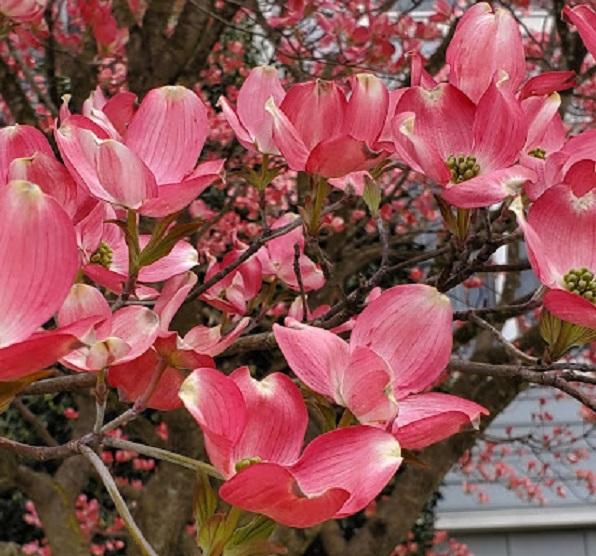 pink dogwood blooms