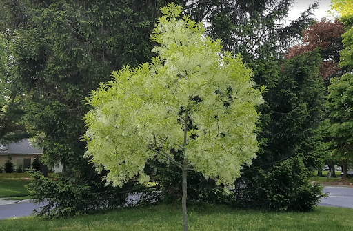 white blooms on a fringe tree