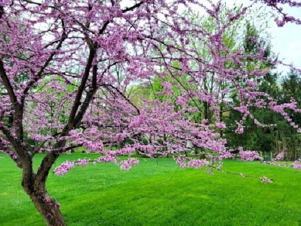 red bud tree in bloom with magenta pink flowers