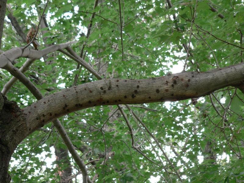 Asian longhorned beetle egg sites and exit holes on heavily infested tree. Photo by Julie Twardowski, APHIS.