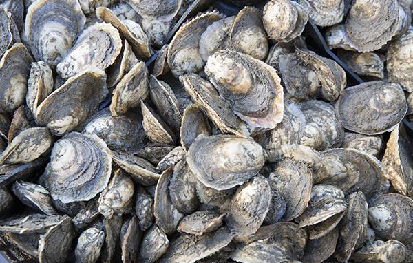close up image of a bushel of adult oysters
