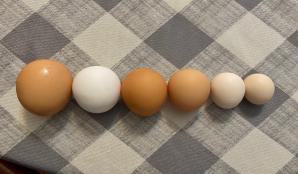 Comparing different egg sizes