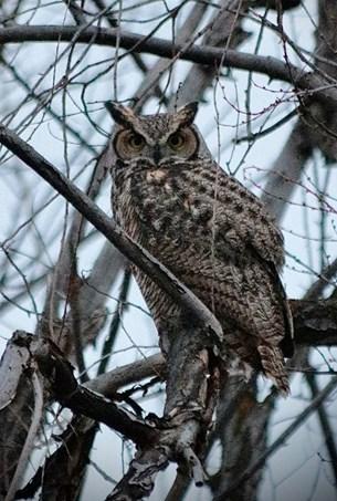 Great Horned Owl in Tree