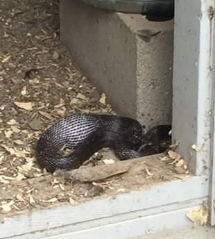 Black snake with egg in stomach
