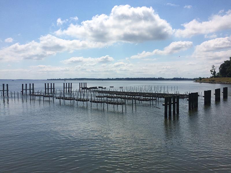 Image of Horn Point Laboratory's Oyster Demonstration Farm