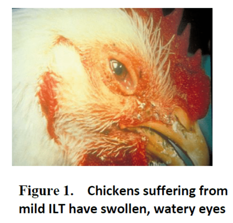 ILT picture of chicken suffering of swollen, watery eyes