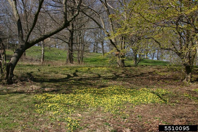 Lesser celandine  infestation. Photo by Leslie Mehrhoff,  University of Connecticut, bugwood.org