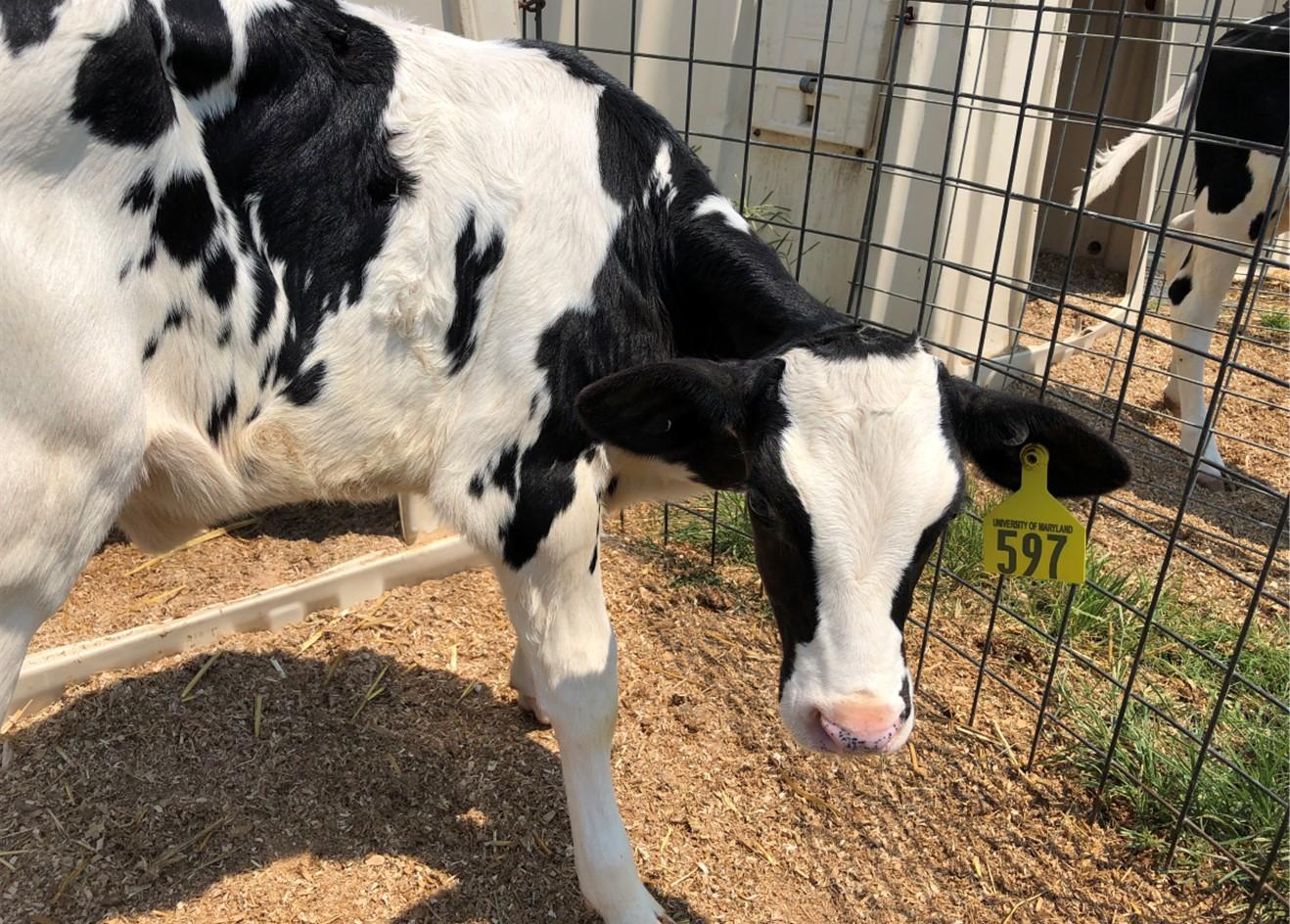 Black and white spotted calf in pen