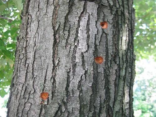 Oval to round pits from Asian longhorned beetles in the bark.  Photo by USDA.gov.