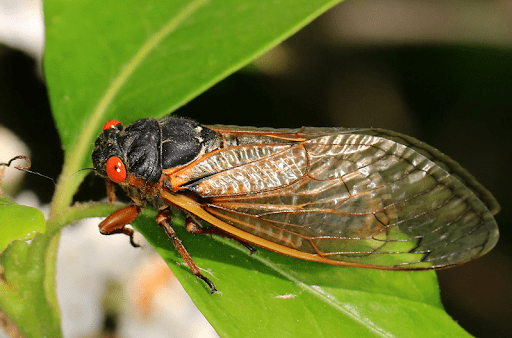 Periodical cicada photo by Kerry Wixted, Maryland DNR