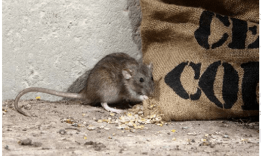 Rat as predator